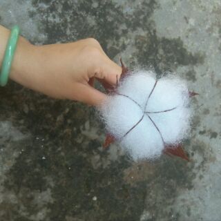 Hoa bông gòn handmade (cotton flower)