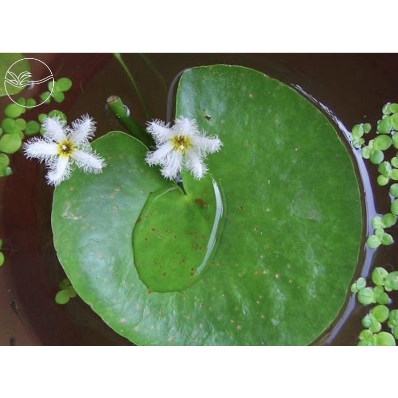 Nymphoides - Cây Thuỷ Nữ - Cây Thuỷ Sinh