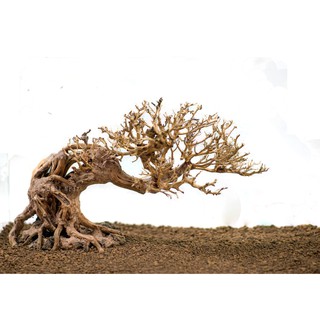 Lũa bonsai dành cho hồ cá cảnh, hồ thủy sinh, văn phòng làm việc