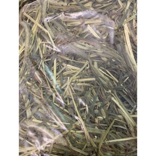 (SỈ) Cỏ Thức ăn Timothy cho Guinea Pig và thỏ (Bọ ú, chuột lang), chinchilla, thỏ