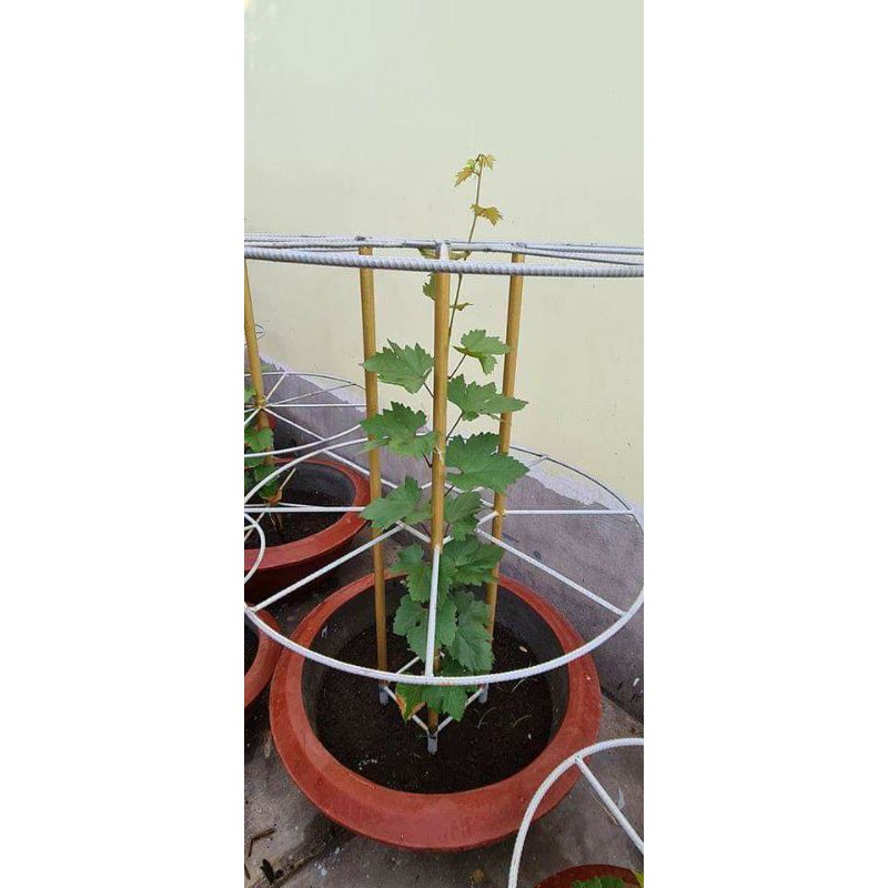 Cây 🌲 Nho Kẹo leo giàn