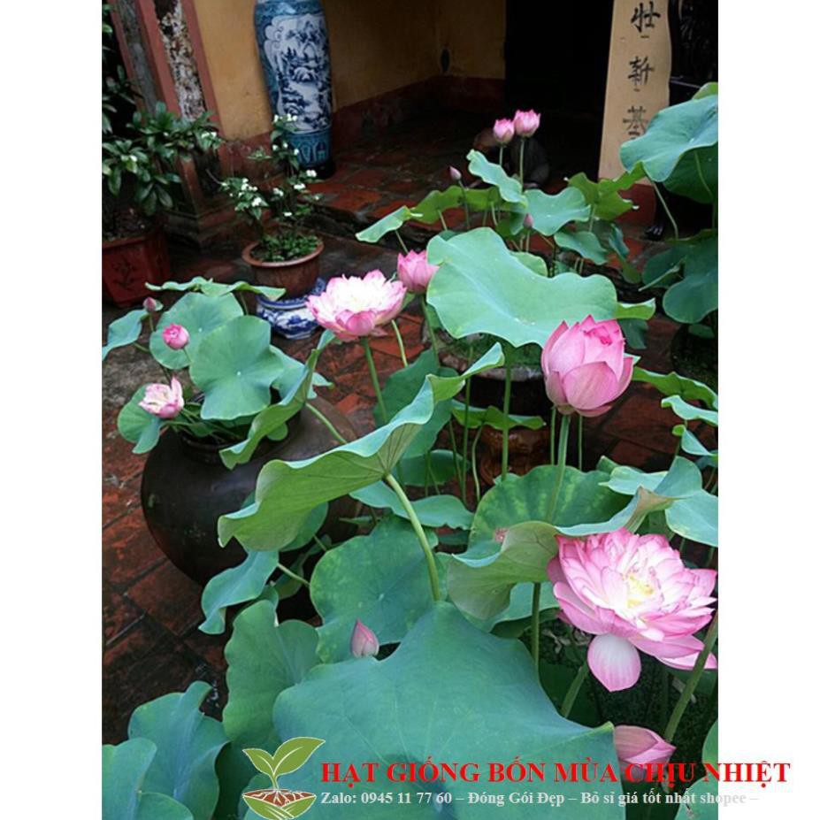 GÓI 5 HẠT GIỐNG SEN TA( SEN HỒNG VN)