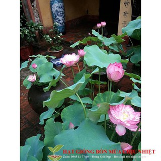 GÓI 5 HẠT GIỐNG SEN TA( SEN HỒNG VN)