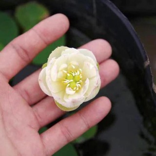 HẾT HÀNG Tự Chọn Màu Sen Nhật Mini - ( Đã Cắt Đầu Hạt )