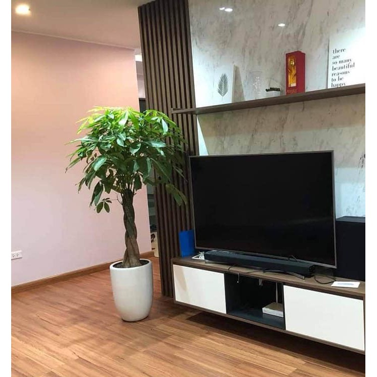 Cây kim ngân xoắn/ cây thắt bím/cây Bím Đuôi Sam/ Money tree size to