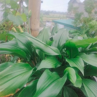 Củ Hoa Ngọc Trâm