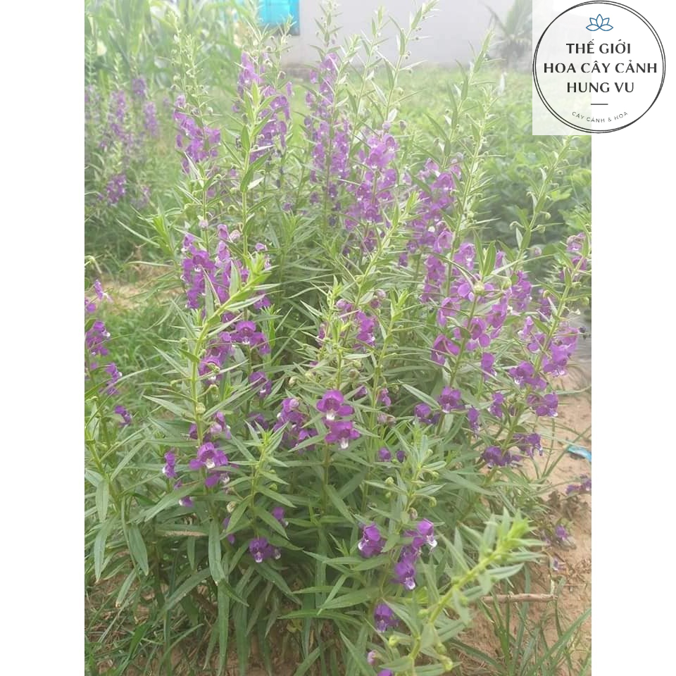 Cây hoa Violet cổ thơm khoẻ mạnh đang hoa ( Ảnh thật).