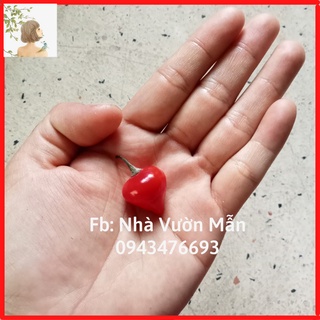 5 hạt giống ớt biquinho red