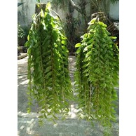 Lan hạc vỹ trăm hoa - sai hoa,dễ hoa, dễ trồng phù hợp khí hậu nhiều vùng miền.