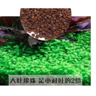 hạt giống nền thuỷ sinh