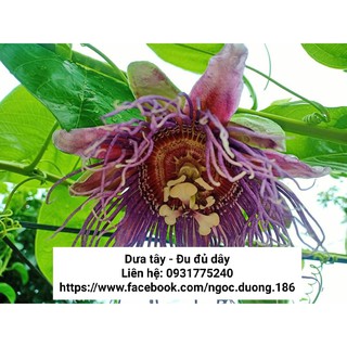 Hạt dưa tây - 20 hạt