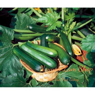 HẠT GIỐNG BÍ NGÒI XANH( GÓI 2 GR)