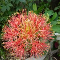 Củ giống Hoa quốc khánh/Hồng tú cầu....