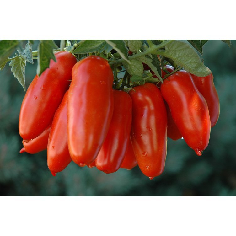 30 Hạt giống cà chua chuối  KHUYẾN MẠI SHOP MỚI HẠ GIÁ SỈ