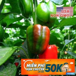 100h Hạt Giống Ớt Chuông - Lùn Cơm Dày 45 Wonder (Capsicum annuum) PHÚ ĐIỀN