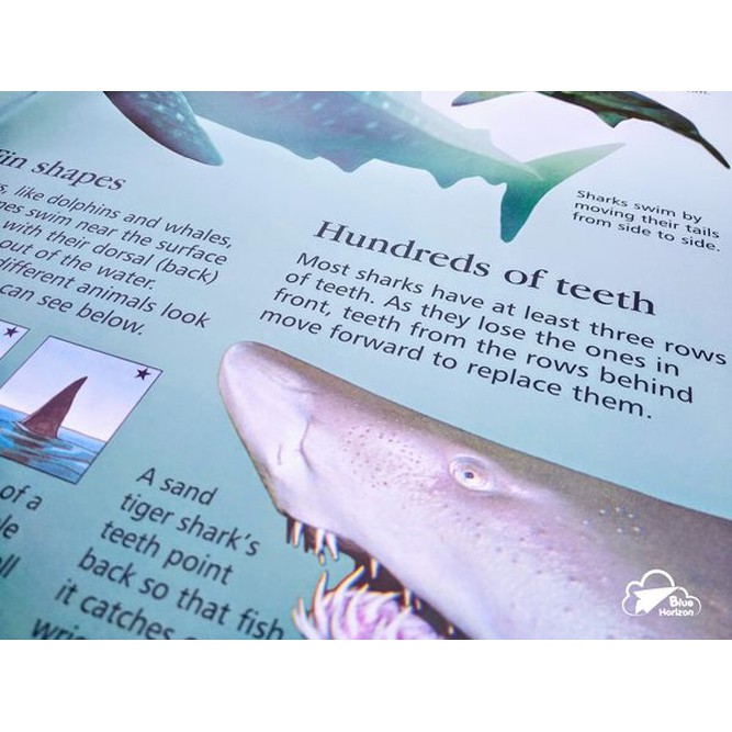 Sách Usborne - Bách khoa toàn thư cho bé 6-8 tuổi 1ST ENCYCLOPEDIA SEAS OCEANS