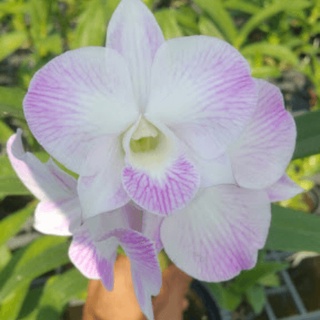 Dendro Nắng, Màu Sắp Hoa