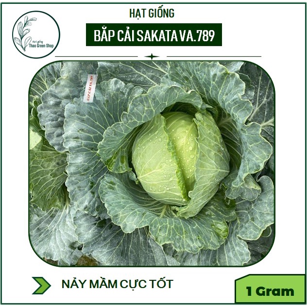 Hạt Giống Bắp Cải SAKAN F1