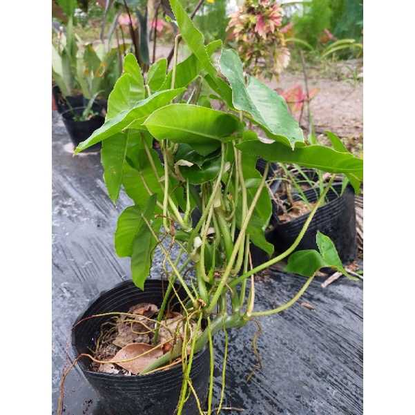 Trầu tỉ phú -burle marx