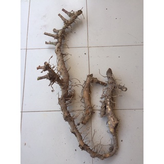 Củ cát lồi tươi tại vườn 1kg