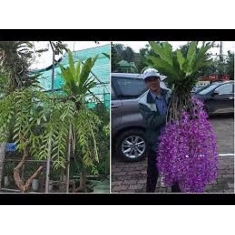 Tổ Quạ ghép Lan sỉ 15k(1 tổ 15cm)