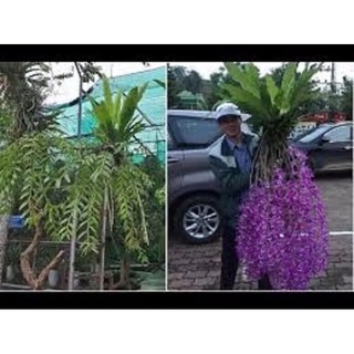 Tổ quạ ghép lan sỉ 15k