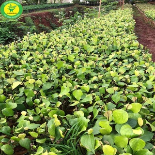 Tiêu giống ăn hạt (tiêu ác vĩnh linh)