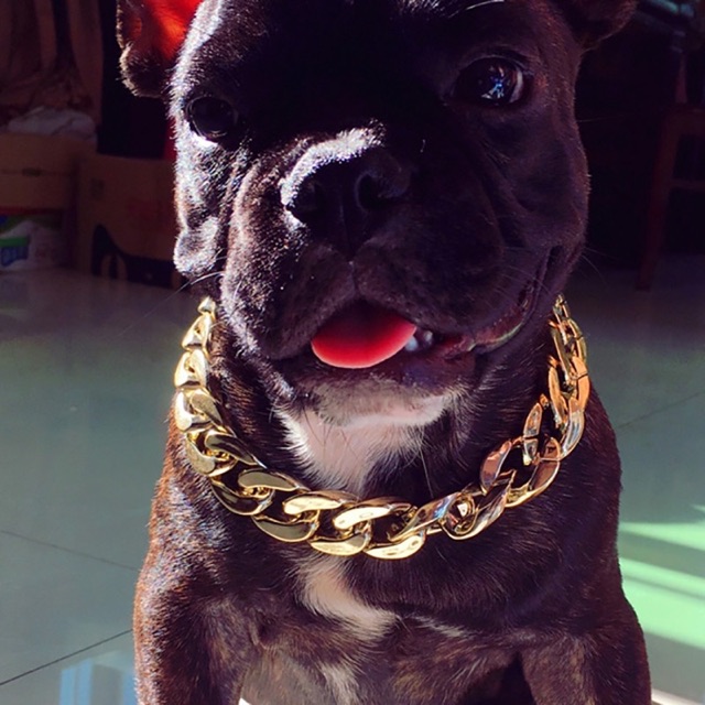 VÒNG CỔ MẠ VÀNG CHO CHÓ MÈO