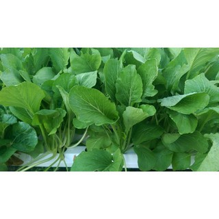 Hạt giống cải trắng ăn non| Cải chìa gói 30 gam