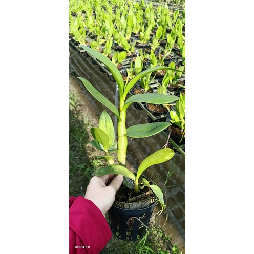 Lan Dendro Cesar sanan white hàng trưởng thành sắp nụ