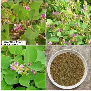 50 Hạt giống Kim tiền thảo ( cây dược liệu )