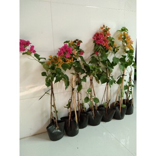 Cây hoa giấy giống