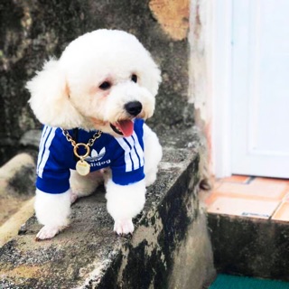 Vòng cổ xích vàng richdog cho chó mèo