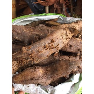 Tắc kè đá khô