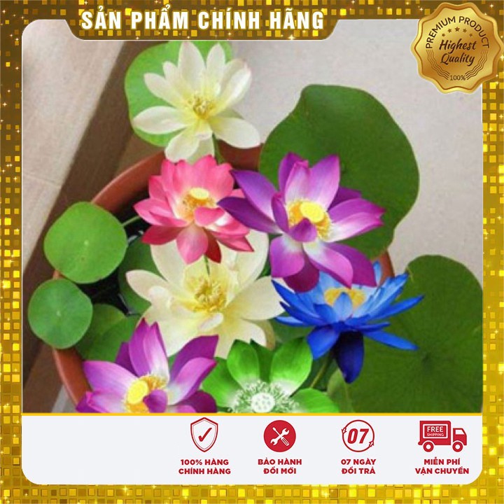 SET 05 hạt sen mini nhật ĐẸP đủ màu LUCKY SEEDS