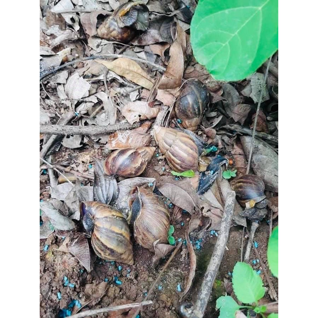 Bả diệt Ốc Sên sinh học, an toàn cho người và vật nuôi - gói 200g