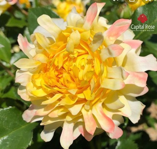Cây giống hoa hồng
