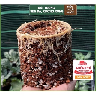Giá thể trồng sen đá xươnh rồng Soil Mix, đất trồng sen đá xương rồng