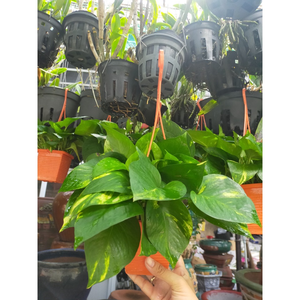 Cây chầu bà trầu bà chậu treo nhỏ