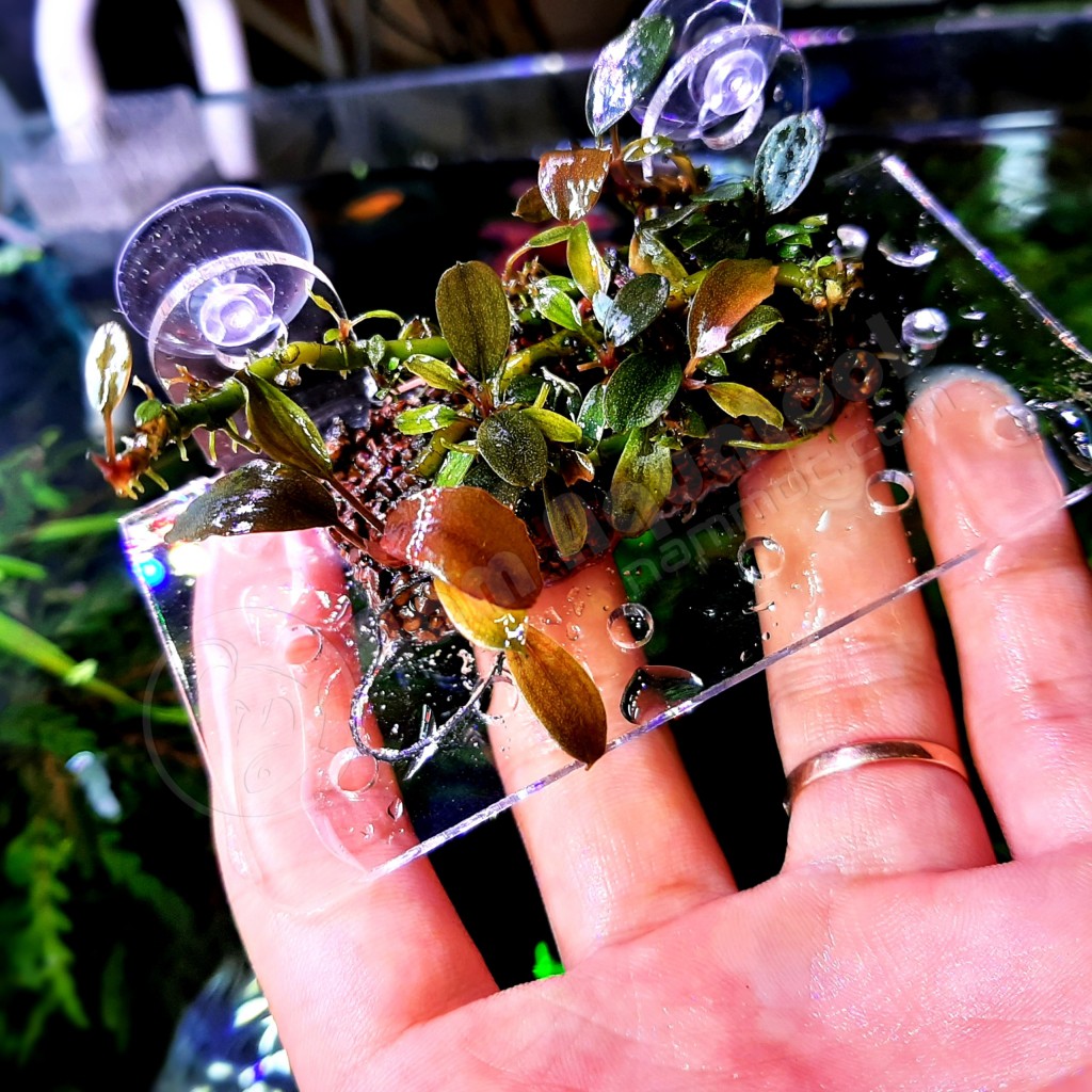 Tấm Nâng Acrylic | Đỡ Giá Thể Ươm Ráy, Bucep - Đỡ Vĩ Ươm Rêu Hít Thành Kính