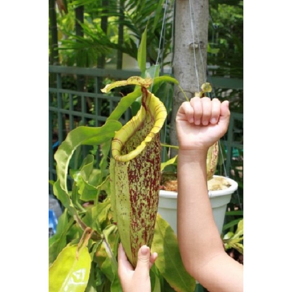 50H - HẠT GIỐNG CÂY NẮP ẤM luckyseed hạt siêu rẻ