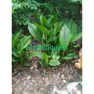 củ nghệ đen tươi 200g