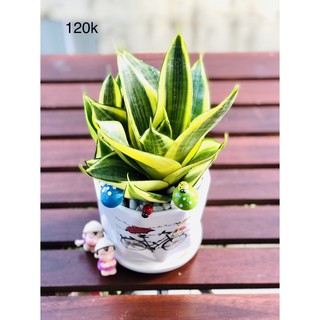 chậu lưỡi hổ để bàn