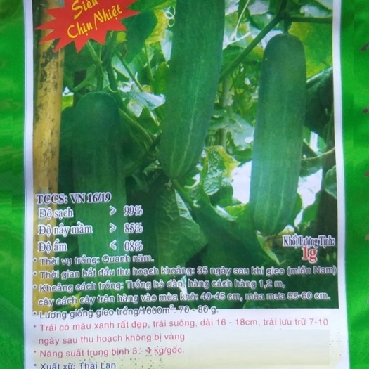 Hạt giống Dưa Leo Thái Lan