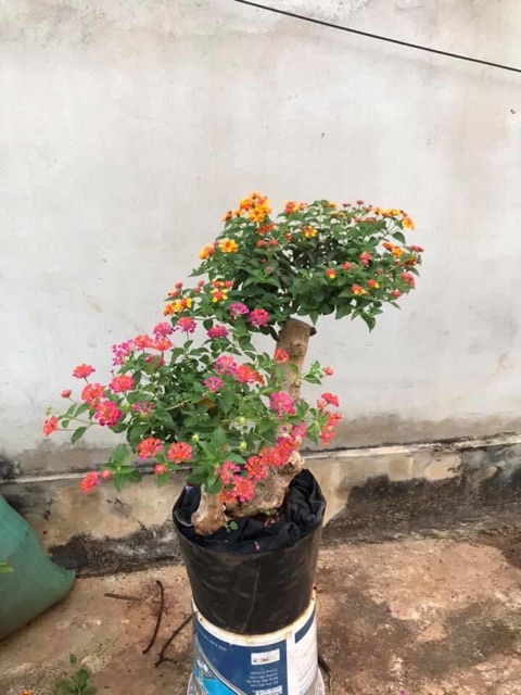 Phôi hoa ngũ sắc