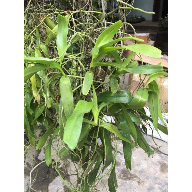 Hoa phong lan tam bảo sắc giò thuần