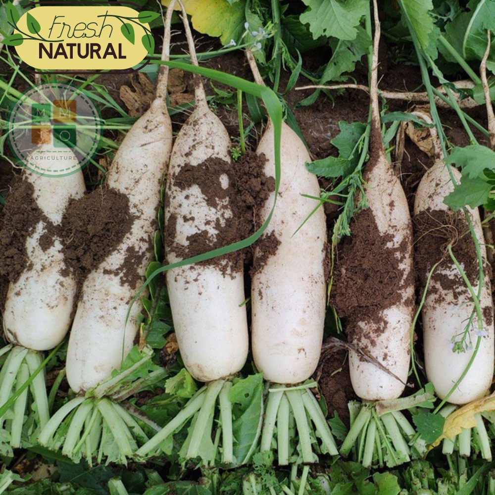 Hạt giống củ cải trắng chịu nhiệt
