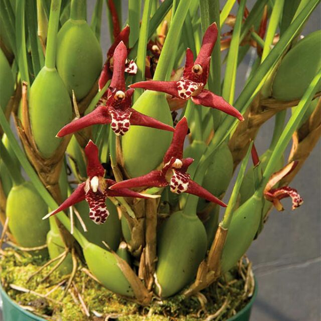 Hoa phong lan Coconut Orchid