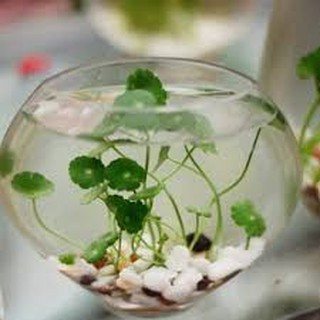 40 Hạt giống cỏ may mắn/ hạt giống lá tiền su