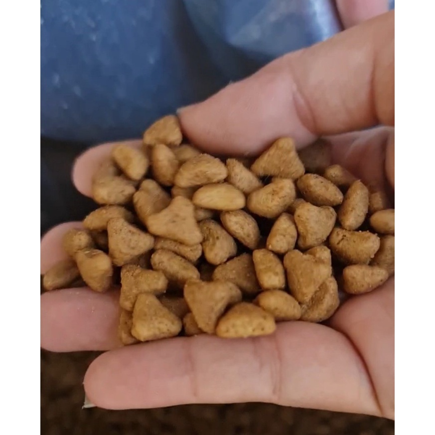 [ Chính Hãng ] Hạt Royal Cannin Indoor 27 - Thức ăn cho mèo trưởng thành